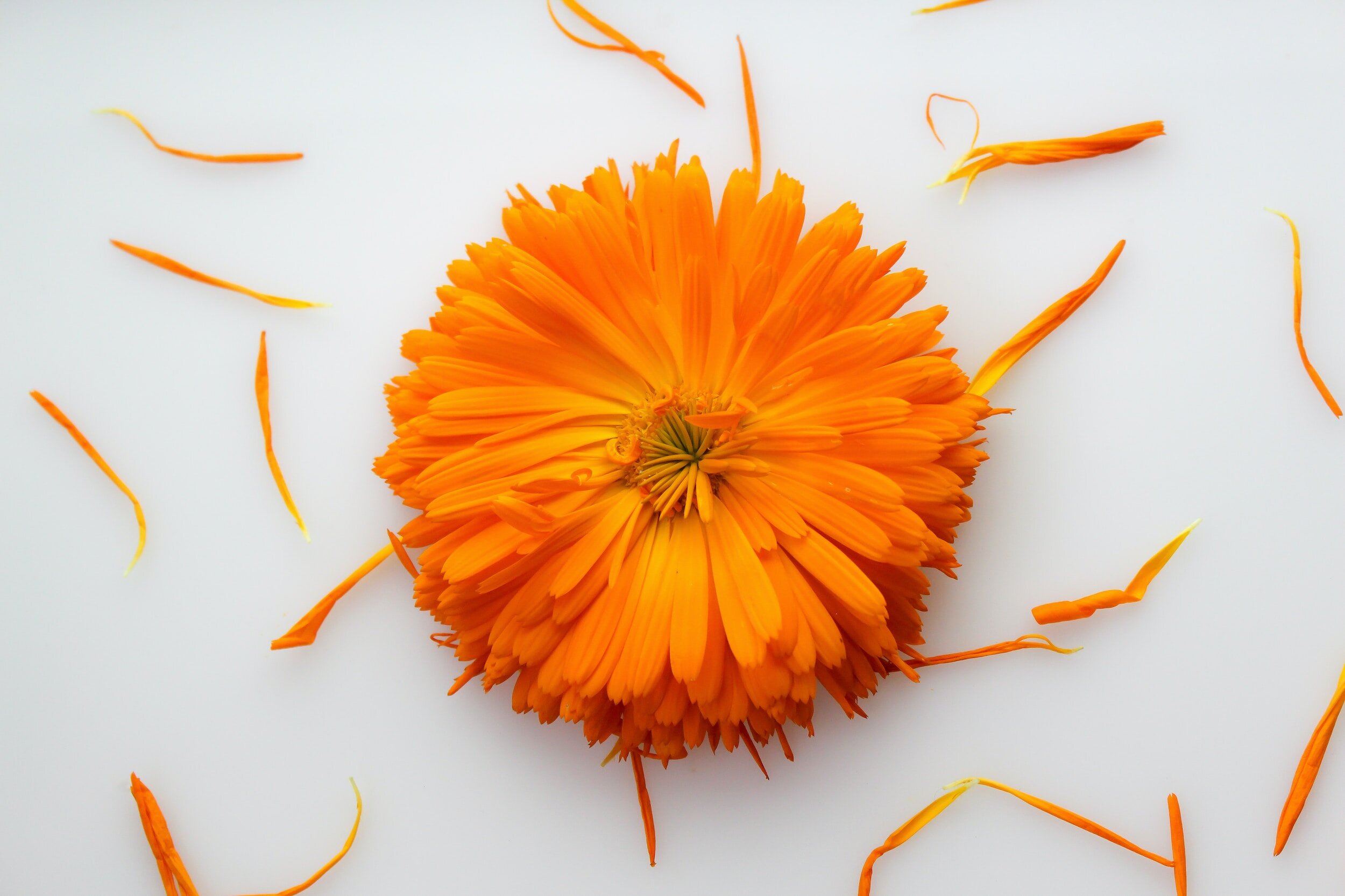 Calendula Oil